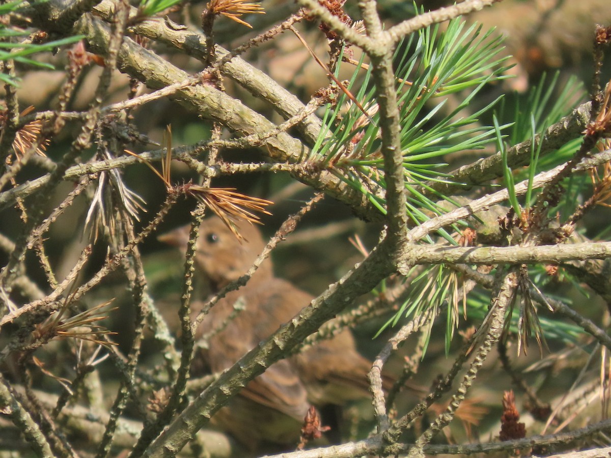 Indigo Bunting - ML639009262