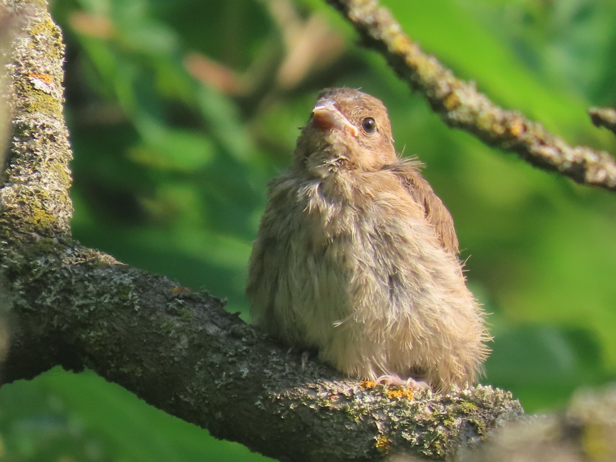 Indigo Bunting - ML639009263