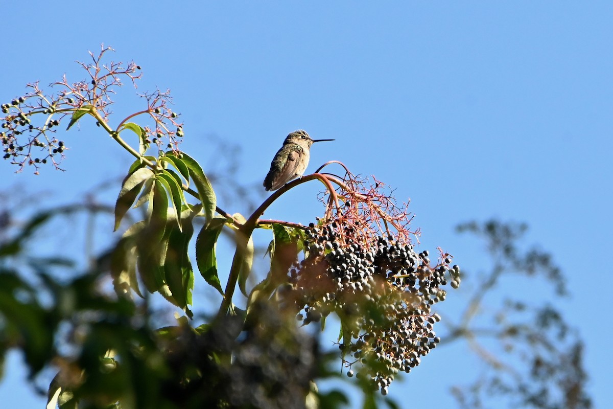 Anna's Hummingbird - ML639009280