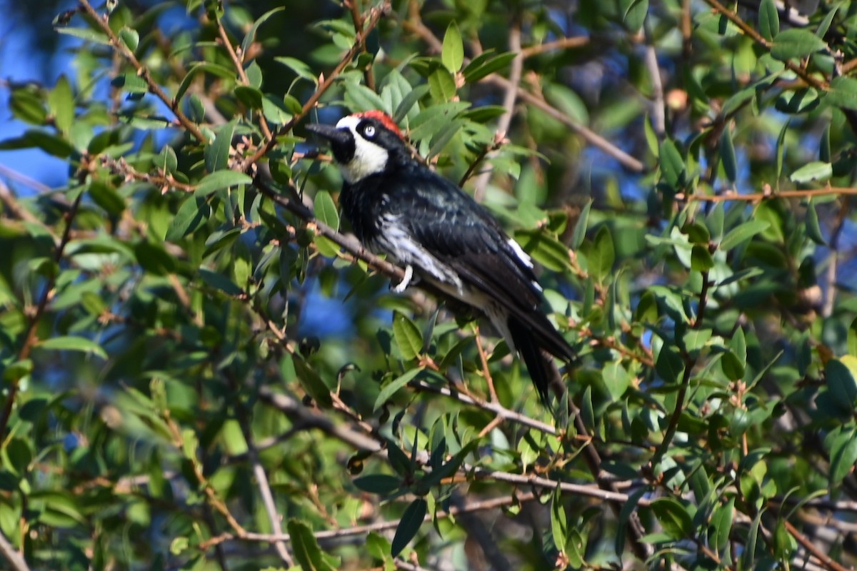 Acorn Woodpecker - ML639009285