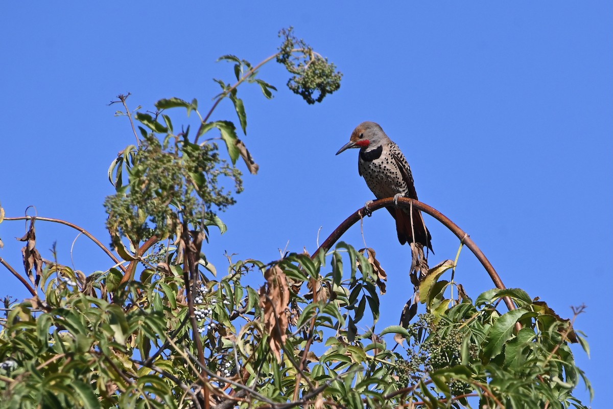 Northern Flicker (Red-shafted) - ML639009299