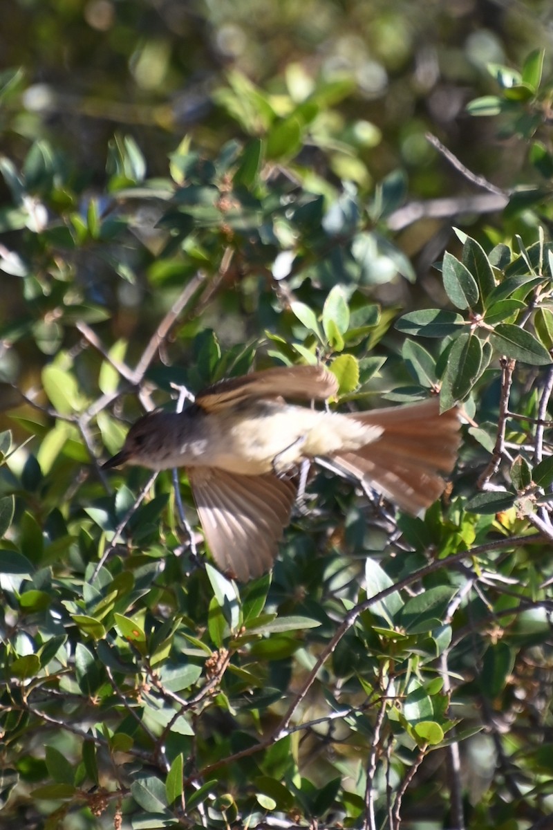 Ash-throated Flycatcher - ML639009314