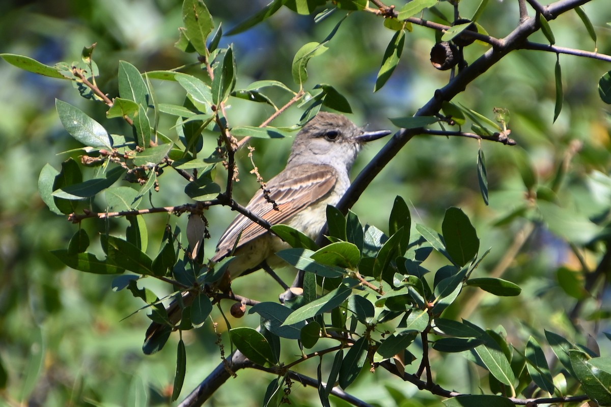 Ash-throated Flycatcher - ML639009315
