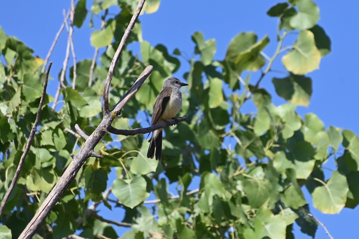Western Kingbird - ML639009324