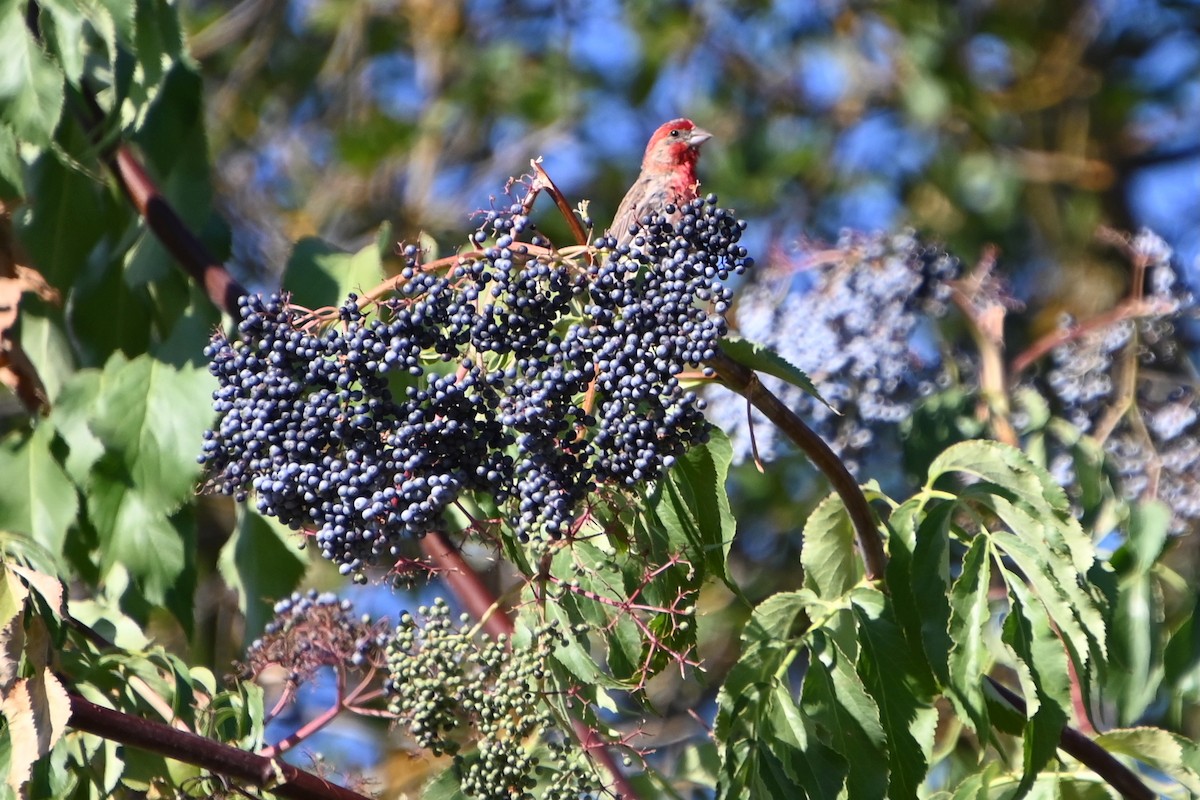 House Finch - ML639009327