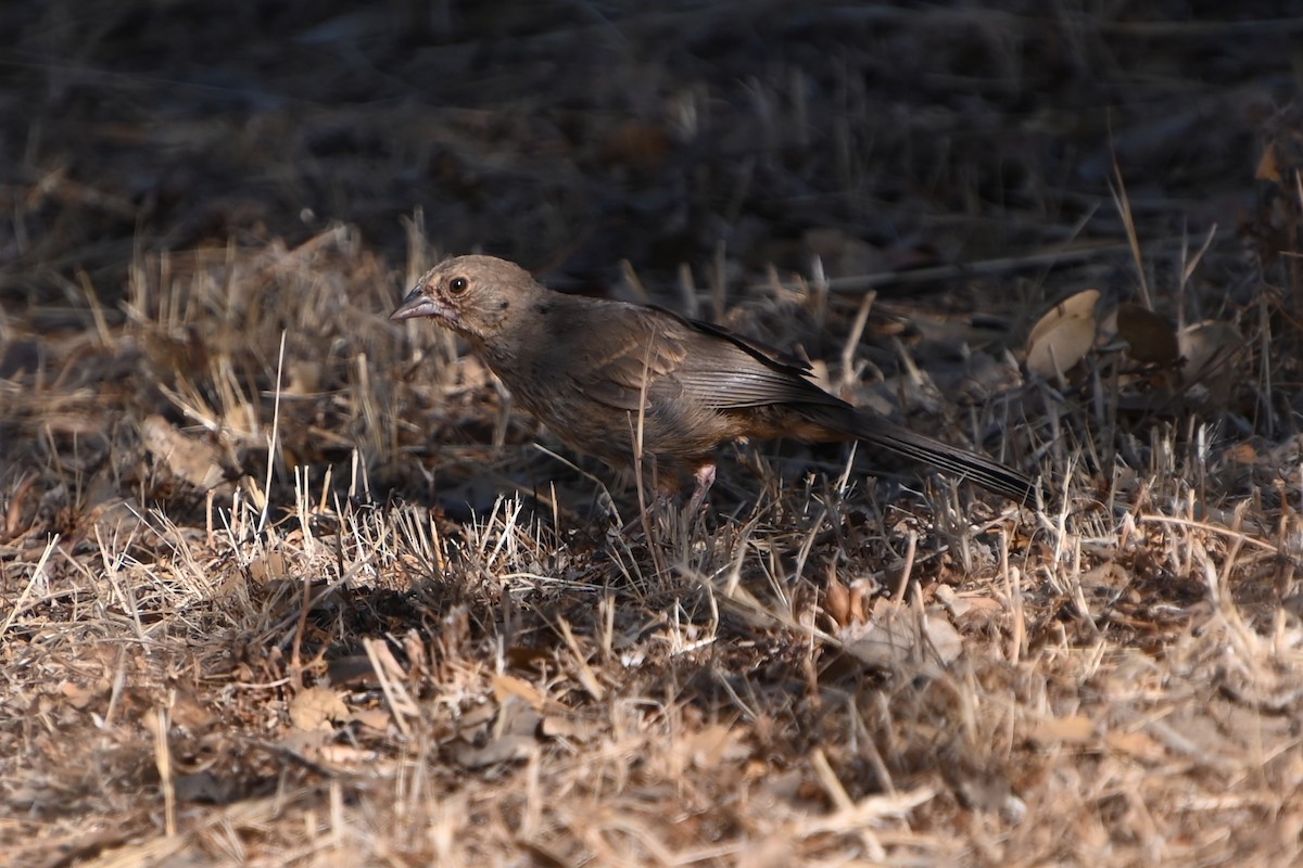 California Towhee - ML639009328
