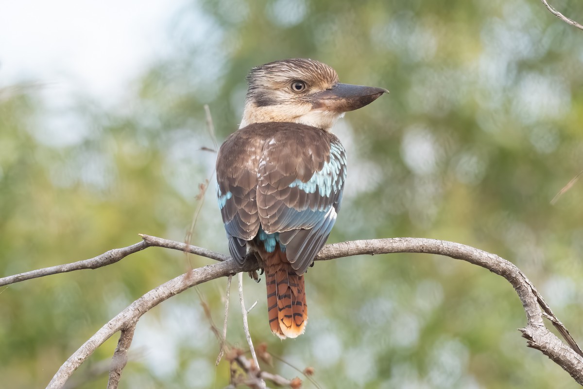 Blue-winged Kookaburra - ML639009447
