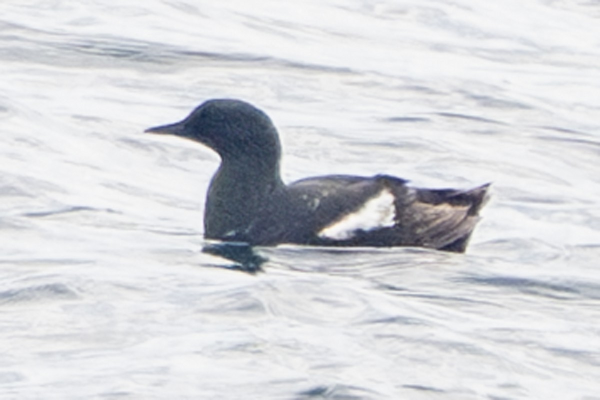 Black Guillemot - ML639009455