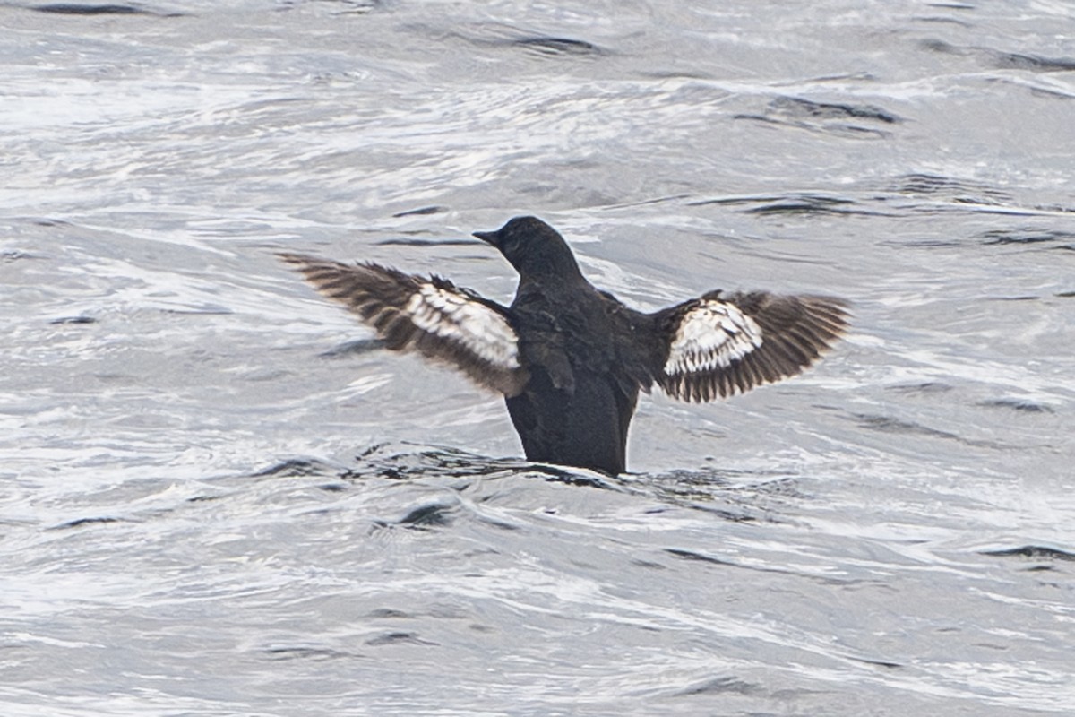 Black Guillemot - ML639009456