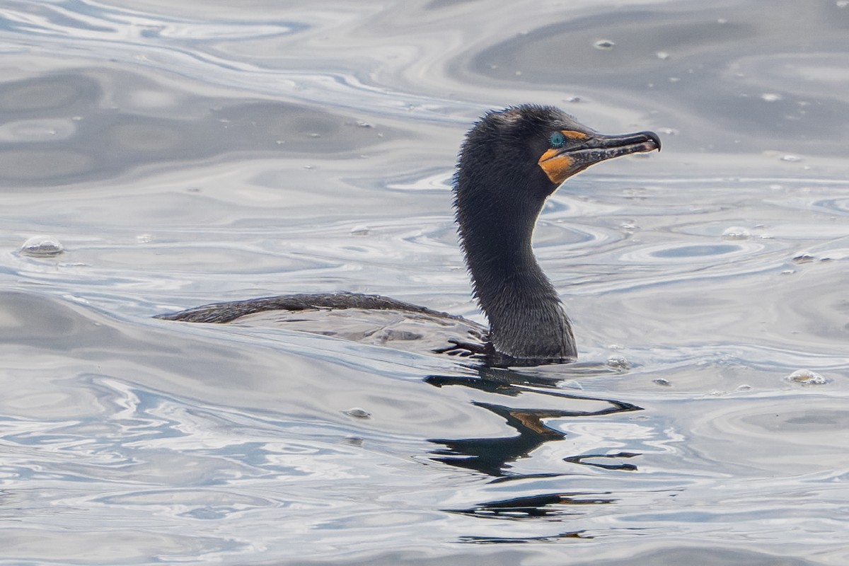 Double-crested Cormorant - ML639009460