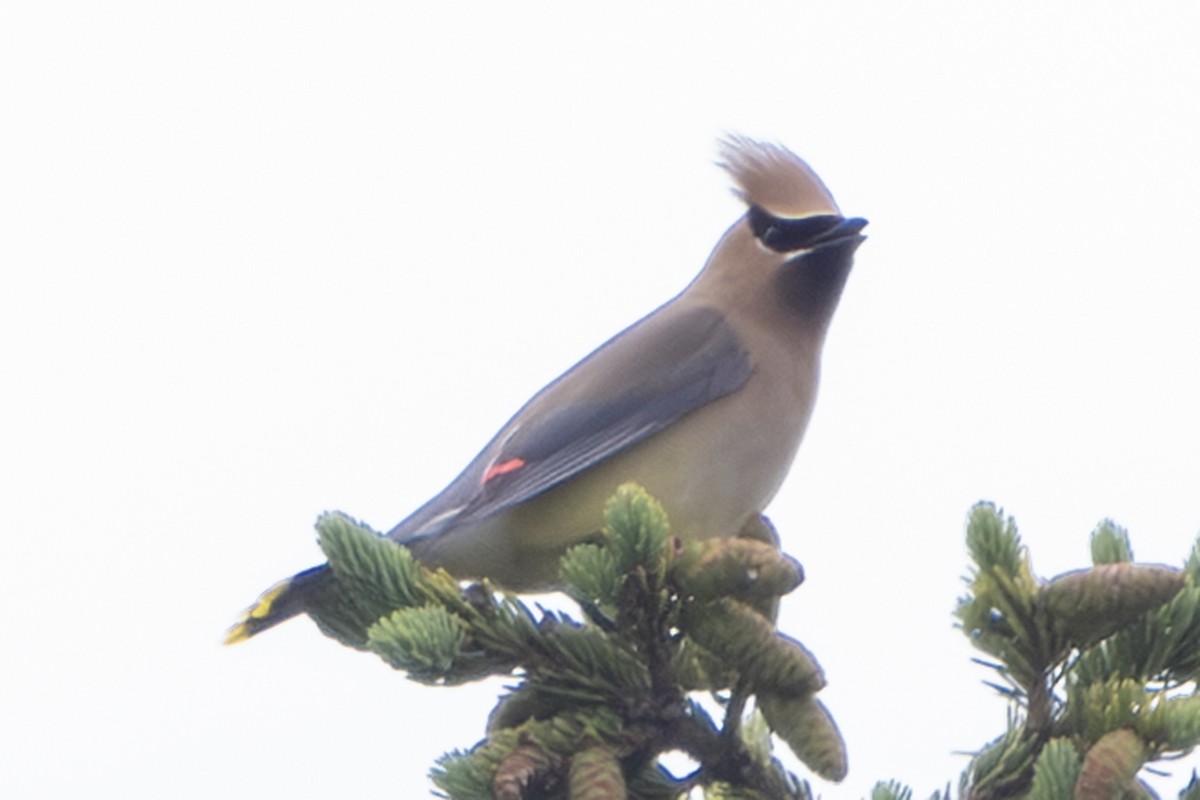 Cedar Waxwing - ML639009464