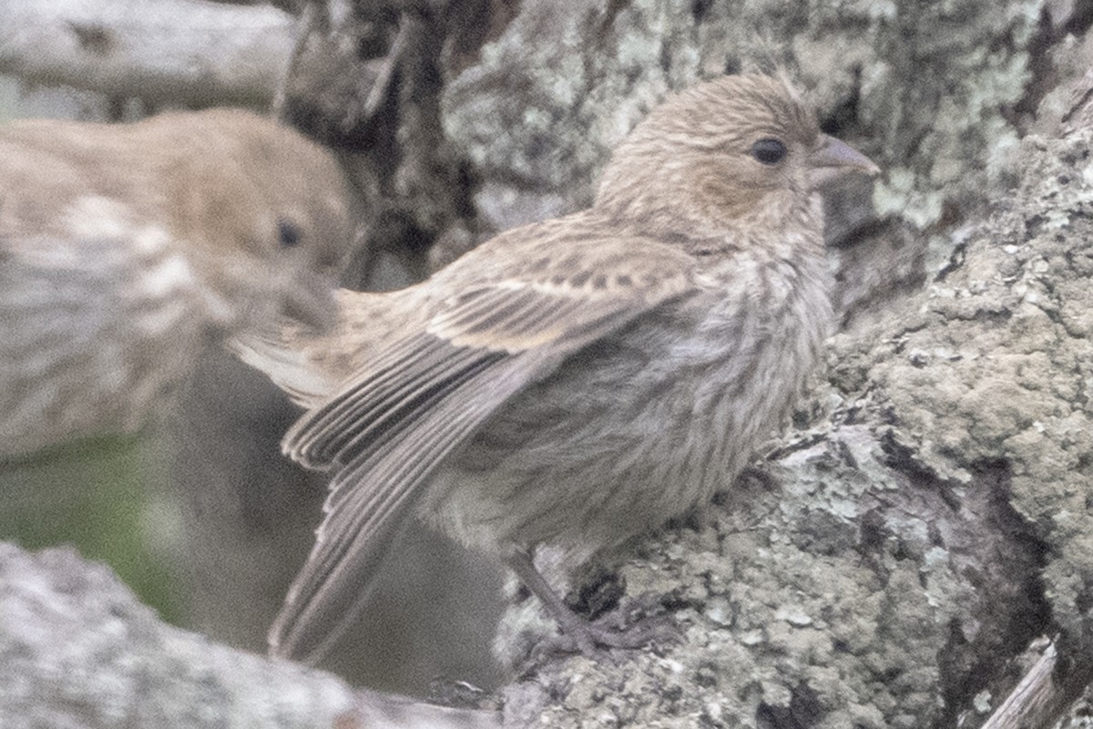 House Finch - ML639009468