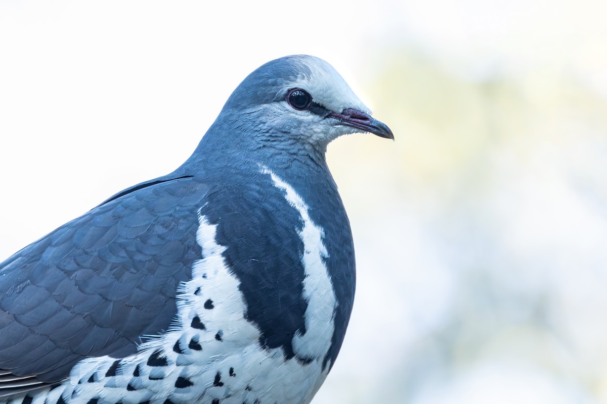 Wonga Pigeon - ML639009521