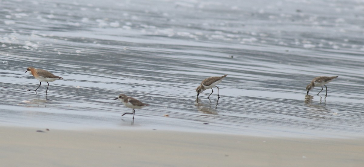 Tibetan Sand-Plover - ML639009647