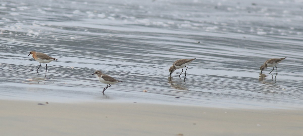 Tibetan Sand-Plover - ML639009655