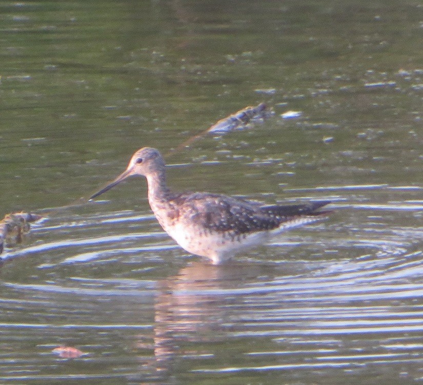 Greater Yellowlegs - ML639009677