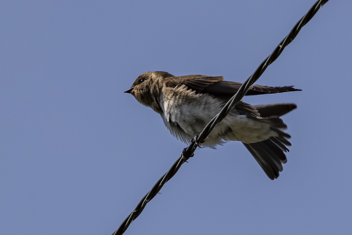 Hirondelle à ailes hérissées - ML639009680