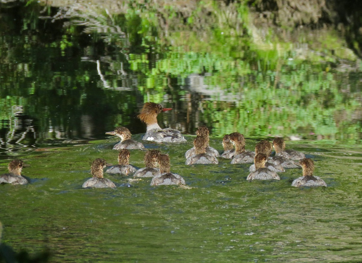Common Merganser - ML639009824