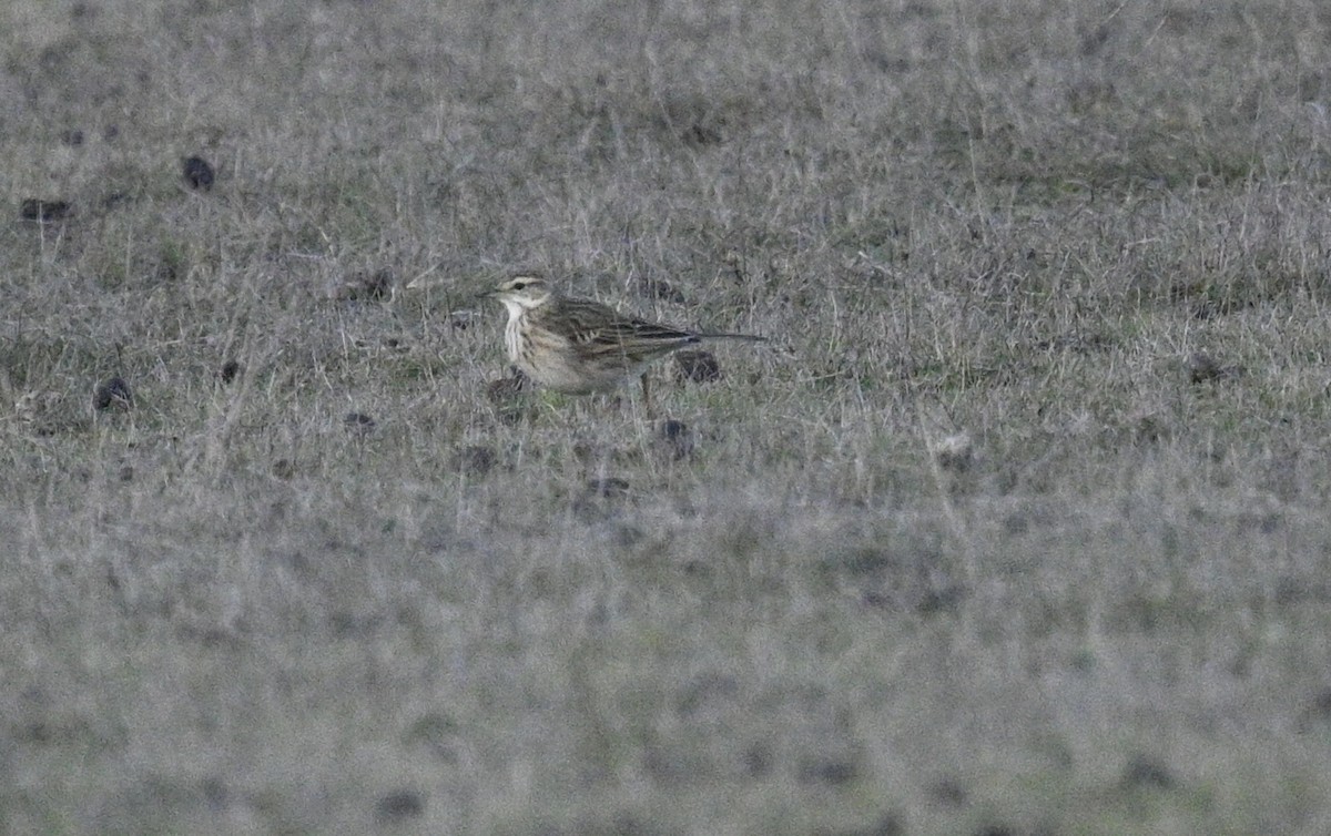 Australian Pipit - ML639009829