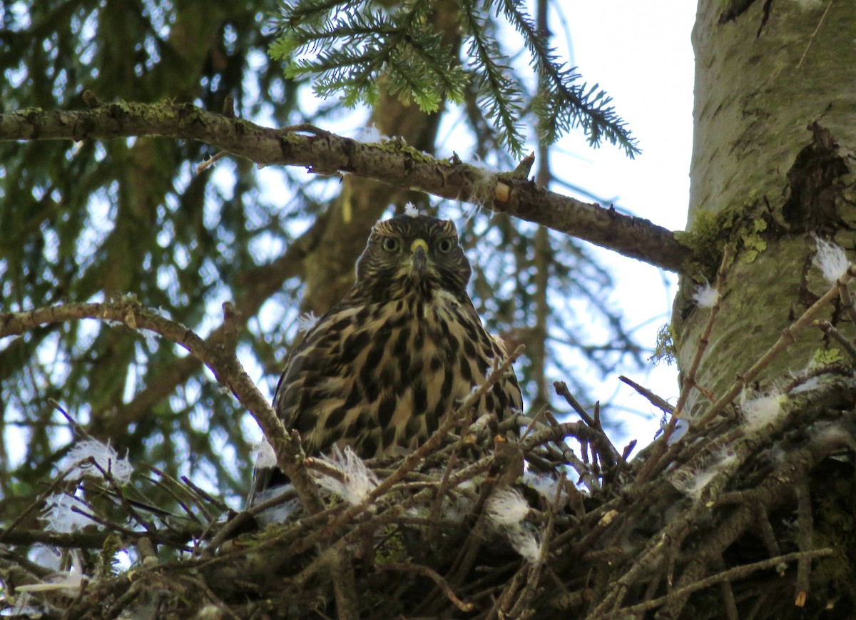 American Goshawk - ML639009927