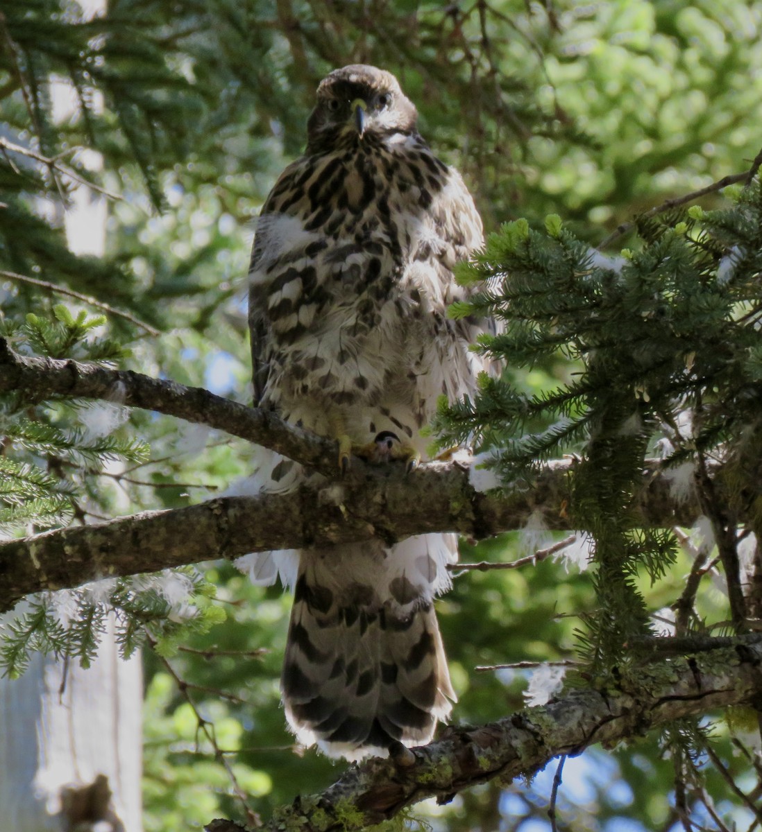 American Goshawk - ML639009953