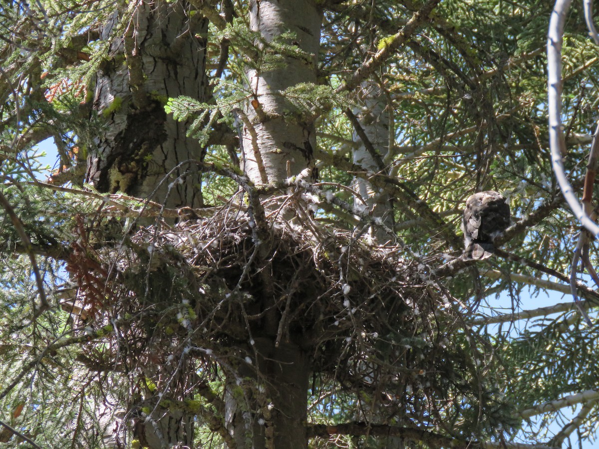 American Goshawk - ML639009962