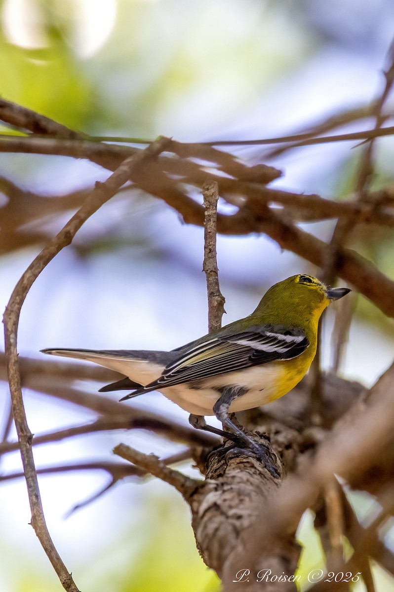 Yellow-throated Vireo - ML639009986