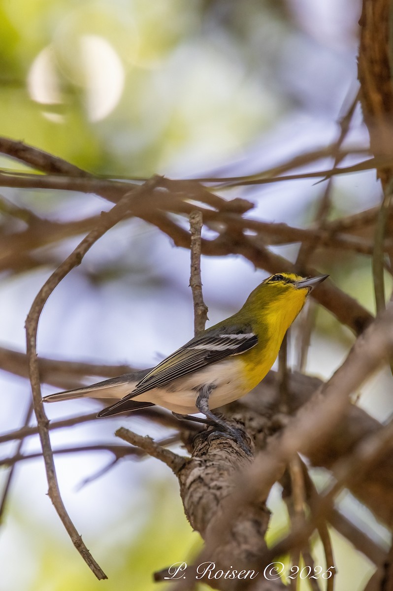 Yellow-throated Vireo - ML639009987
