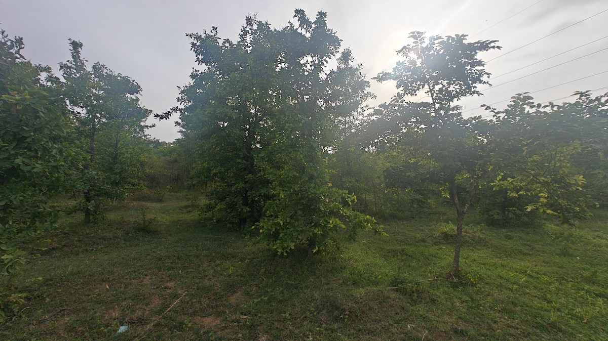 null - ML639010086