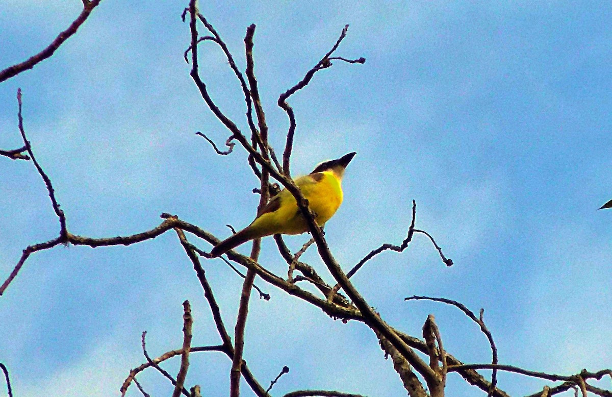Boat-billed Flycatcher - ML639010136