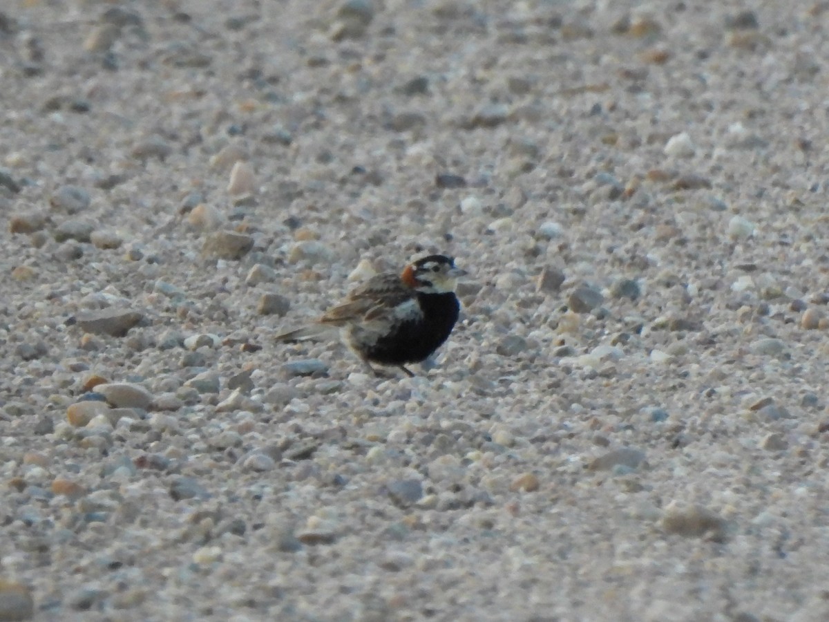 Chestnut-collared Longspur - ML639010140