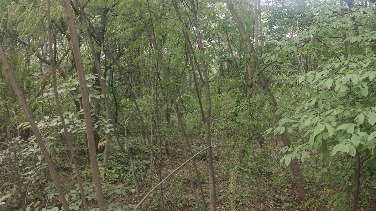 null - ML639010149