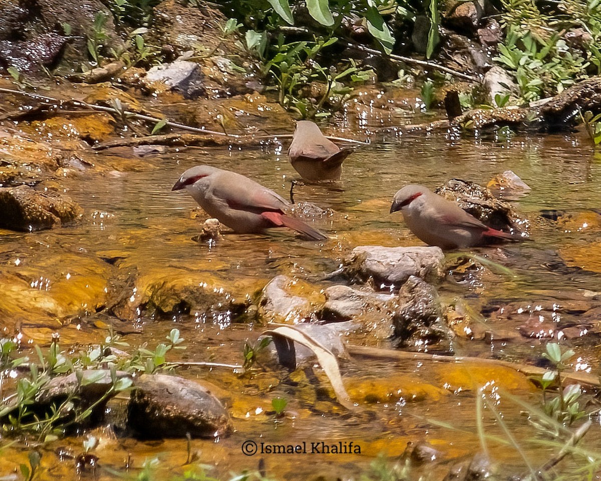 Crimson-rumped Waxbill - ML639010156