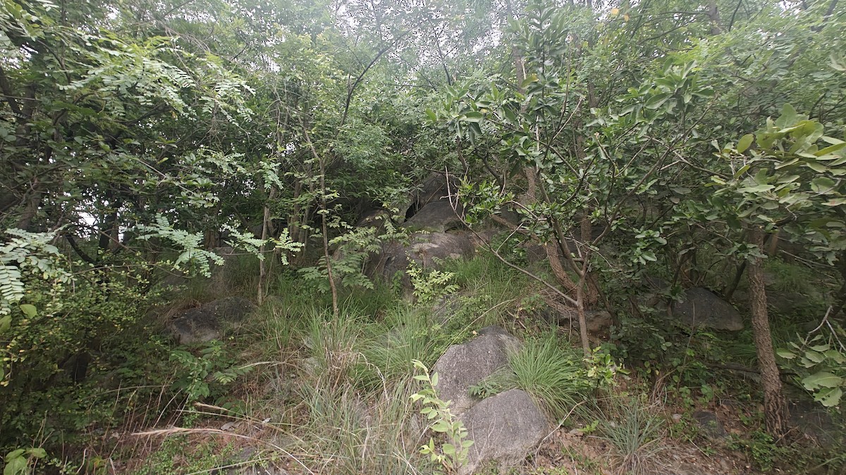 null - ML639010205