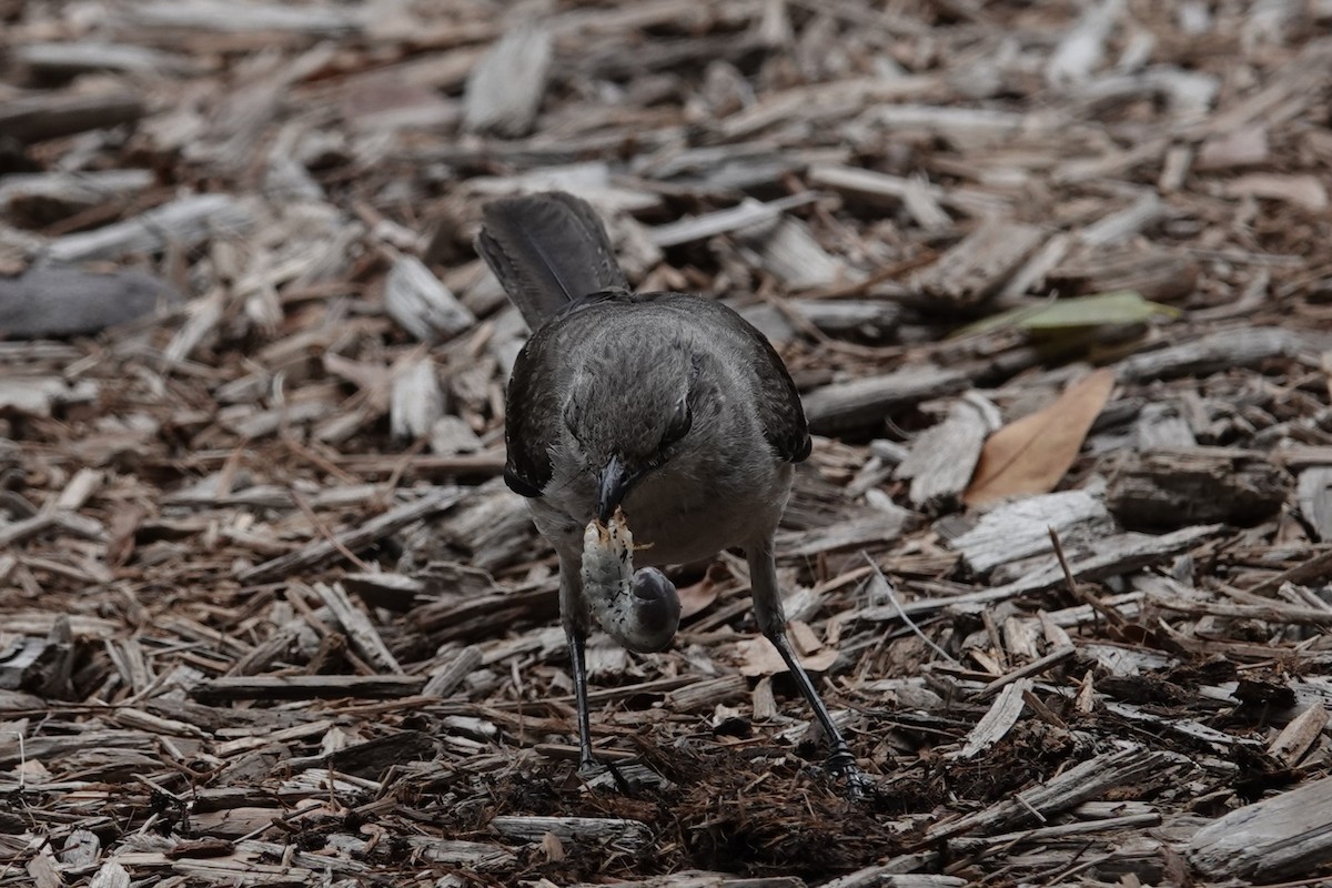 Northern Mockingbird - ML639010227