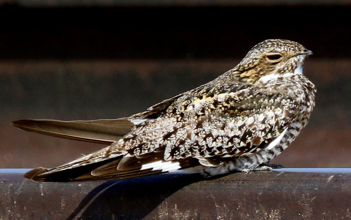 Common Nighthawk - ML639010239