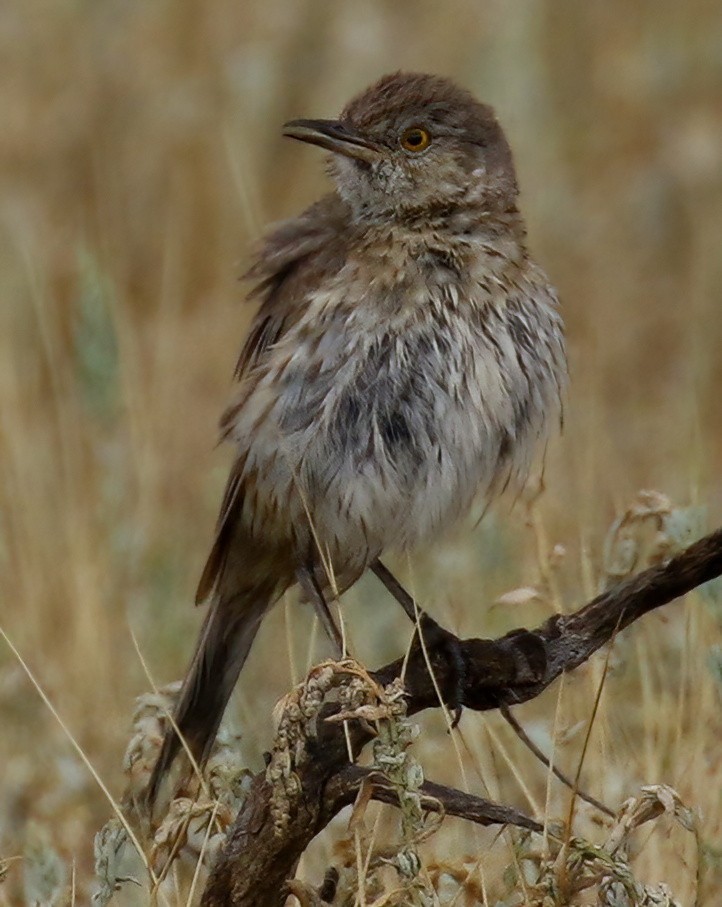Sage Thrasher - ML639010255