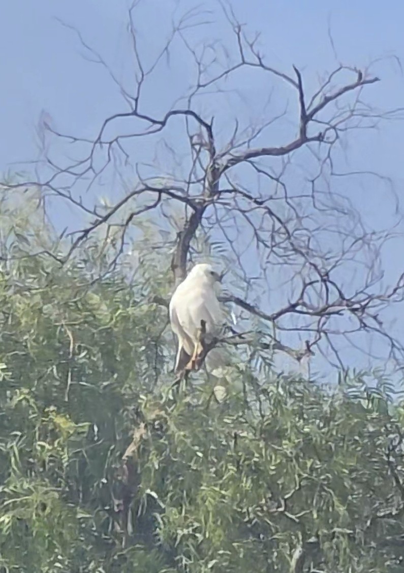 Gray Goshawk - ML639010293