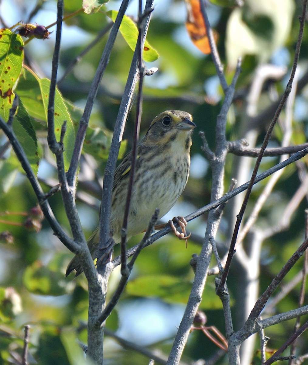 Nelson's Sparrow (Atlantic Coast) - ML639010299