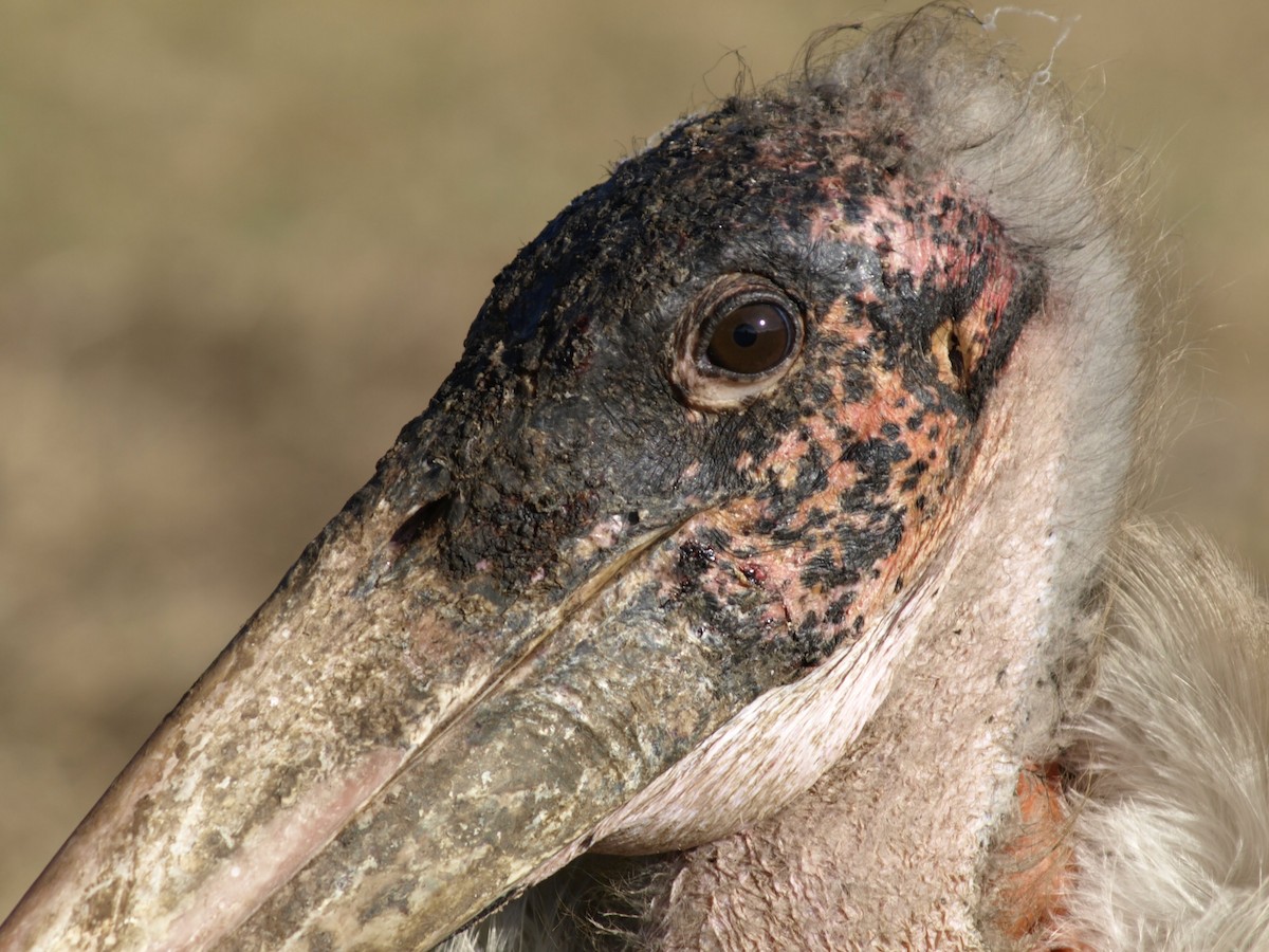 Marabou Stork - ML639010305