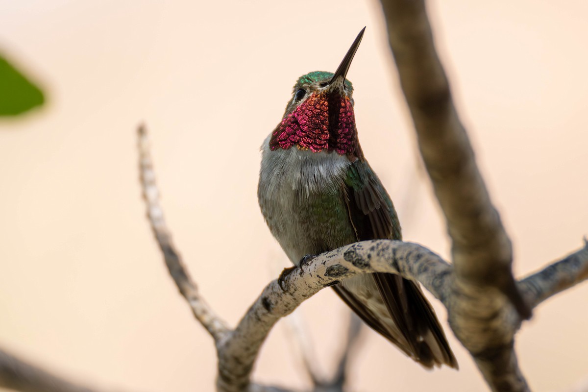 Geniş Kuyruklu Kolibri - ML639010354