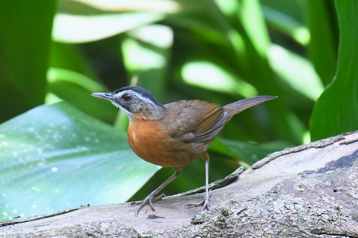 Malayan Black-capped Babbler - ML639010403
