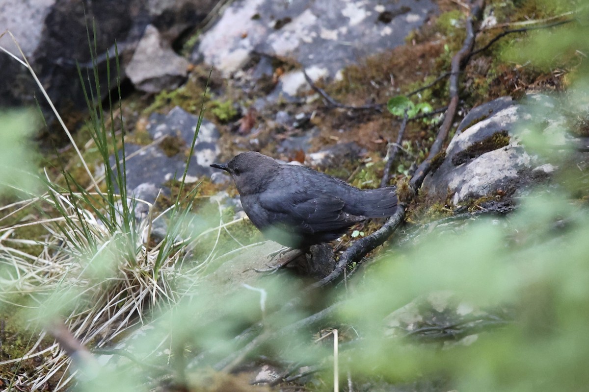 American Dipper - ML639010496