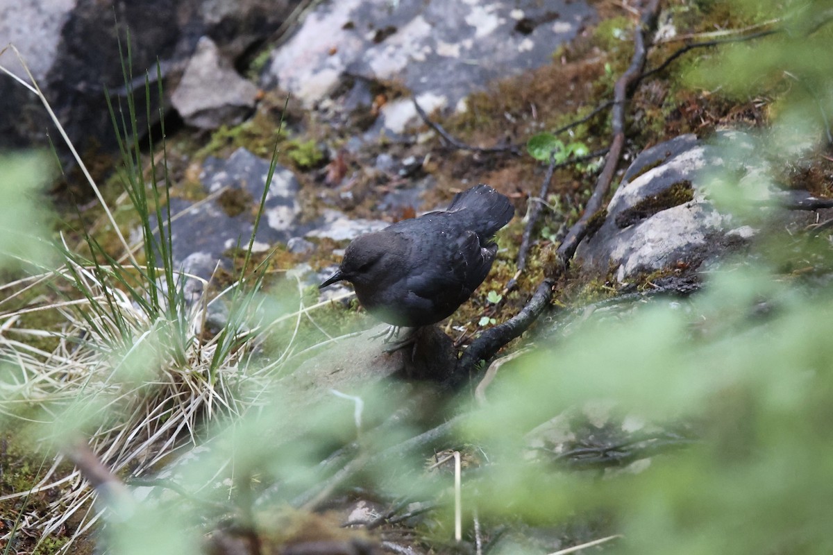 American Dipper - ML639010497
