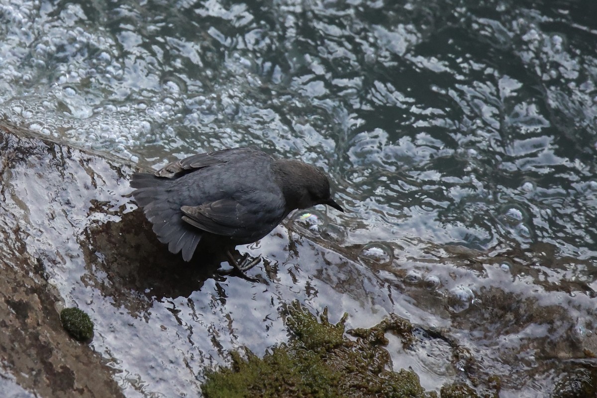 American Dipper - ML639010498