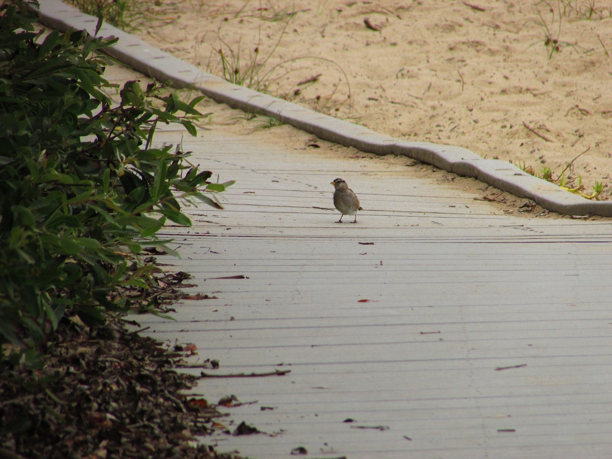 White-crowned Sparrow - ML639010517