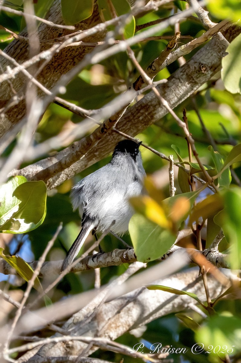 Yucatan Gnatcatcher - ML639010643