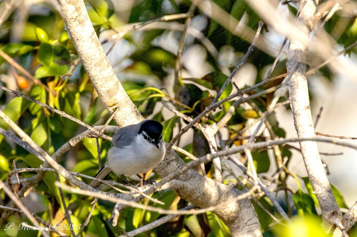 Yucatan Gnatcatcher - ML639010644