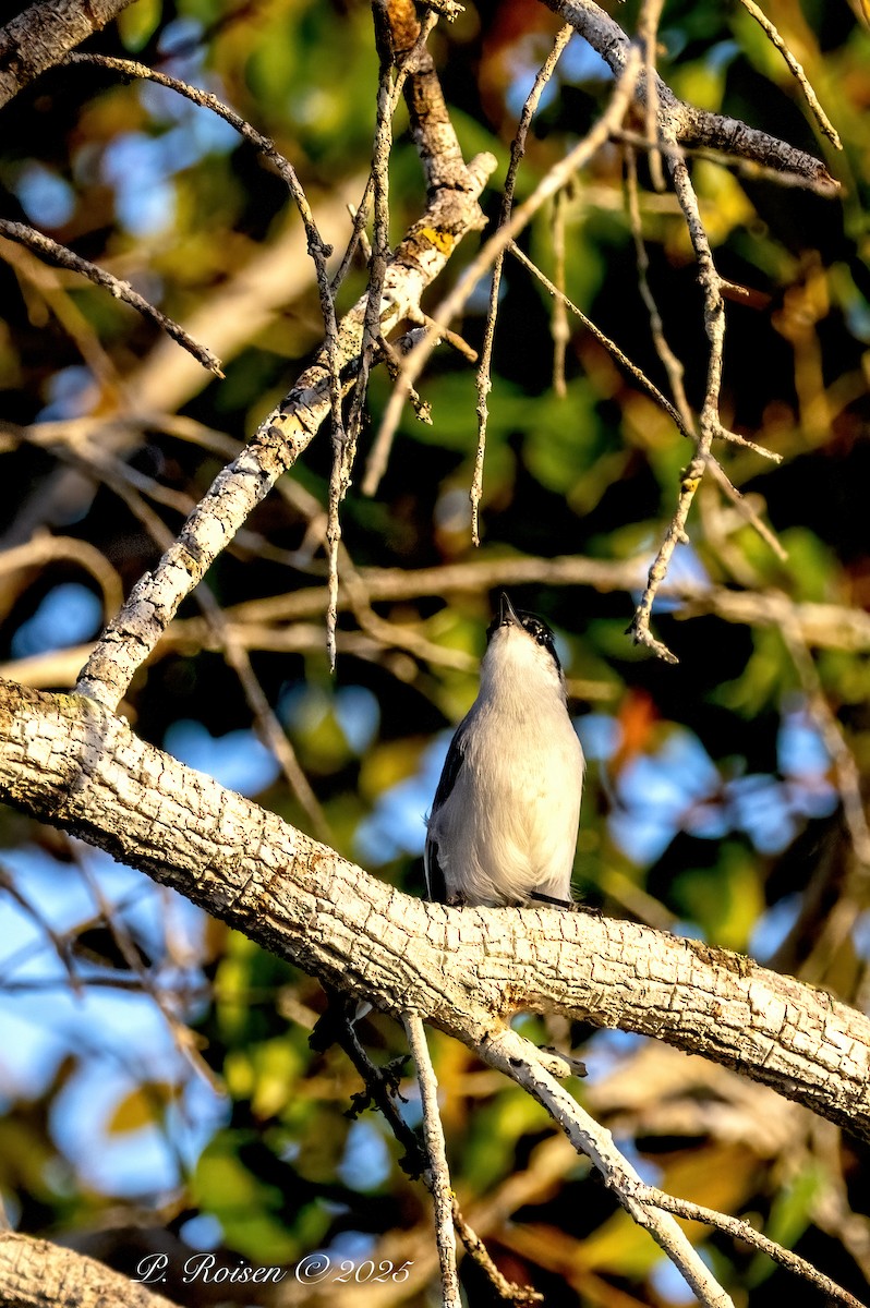 Yucatan Gnatcatcher - ML639010645