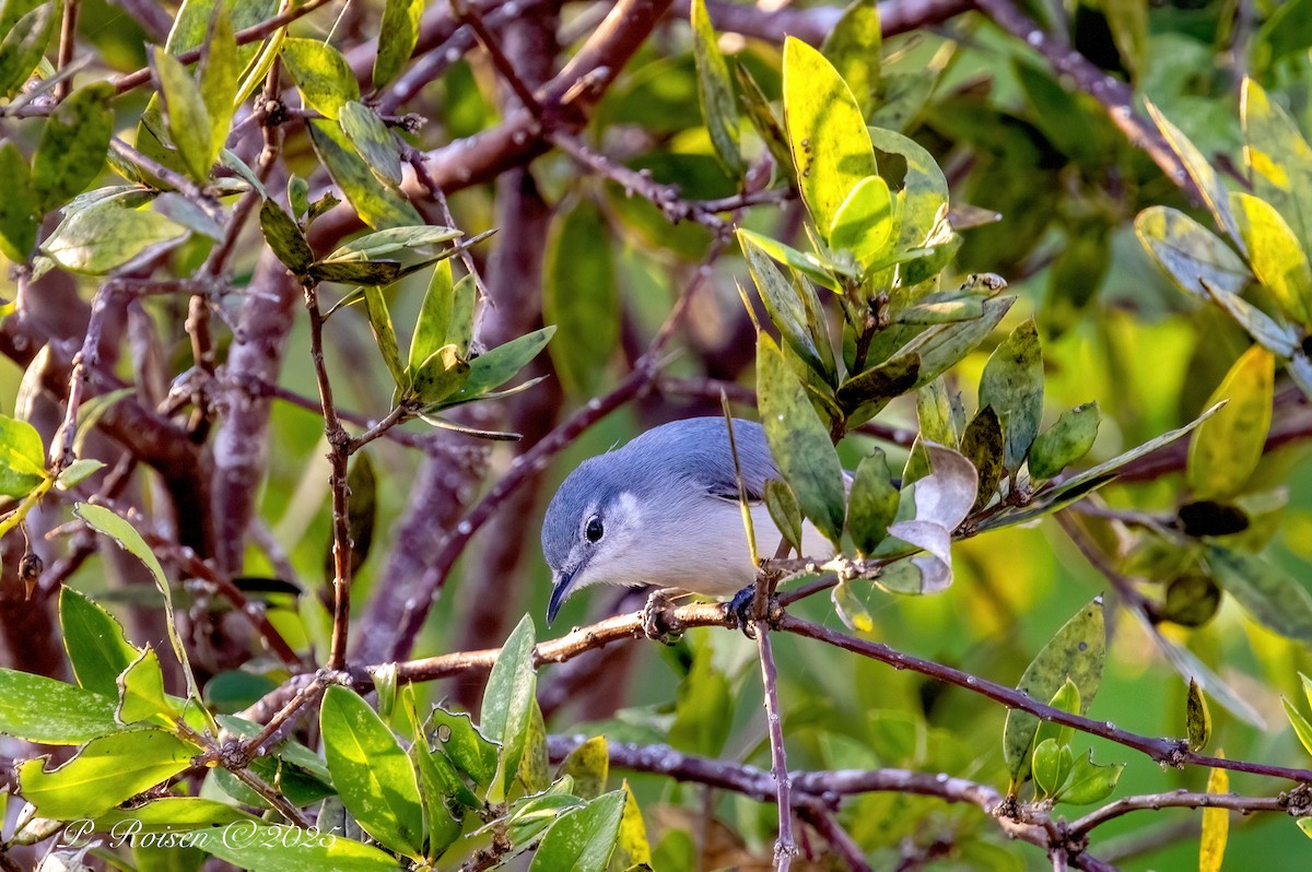 Yucatan Gnatcatcher - ML639010646